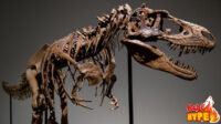 HobiHype Fosil Ceratosaurus di Lelang Laku 500 Miliar Rupiah